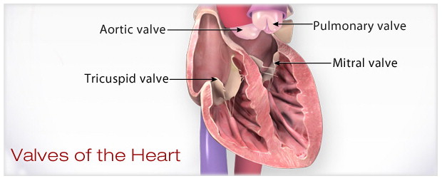 locations and names of the four heart valves